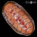 Imagem de <i>Tonicella undocaerulea</i>