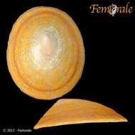 Image de unclassified Gastropoda