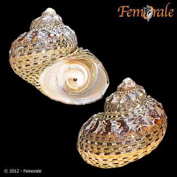 Image of turban snail