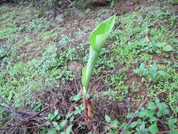 Image de Curcuma pseudomontana J. Graham