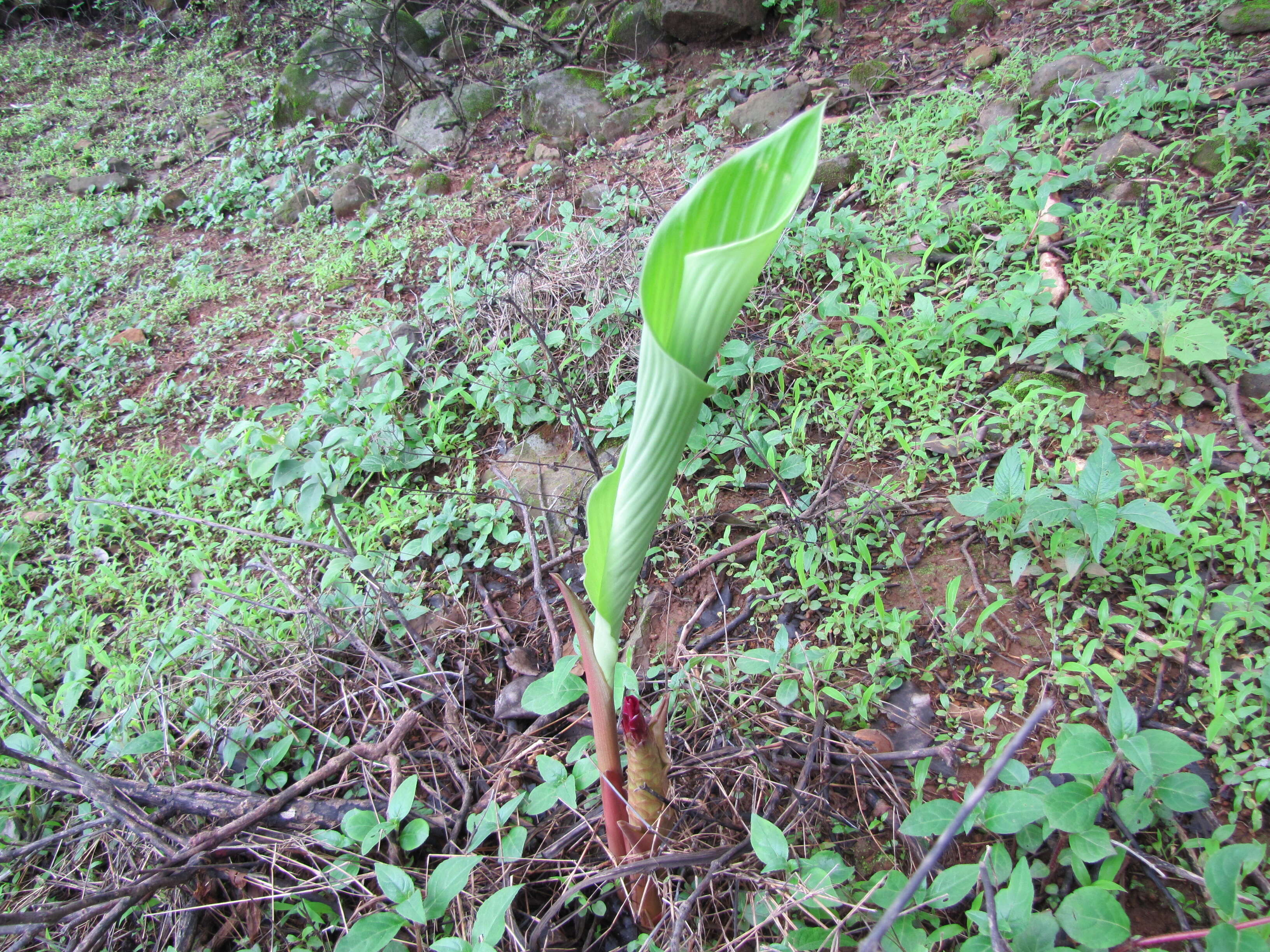 Image de Curcuma pseudomontana J. Graham