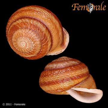 Image of <i>Camaena mamilla</i>