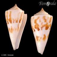 Image of cone snails