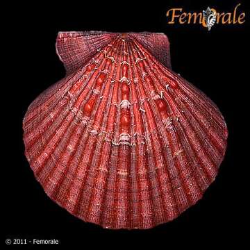 Image of Nodipecten Dall 1898