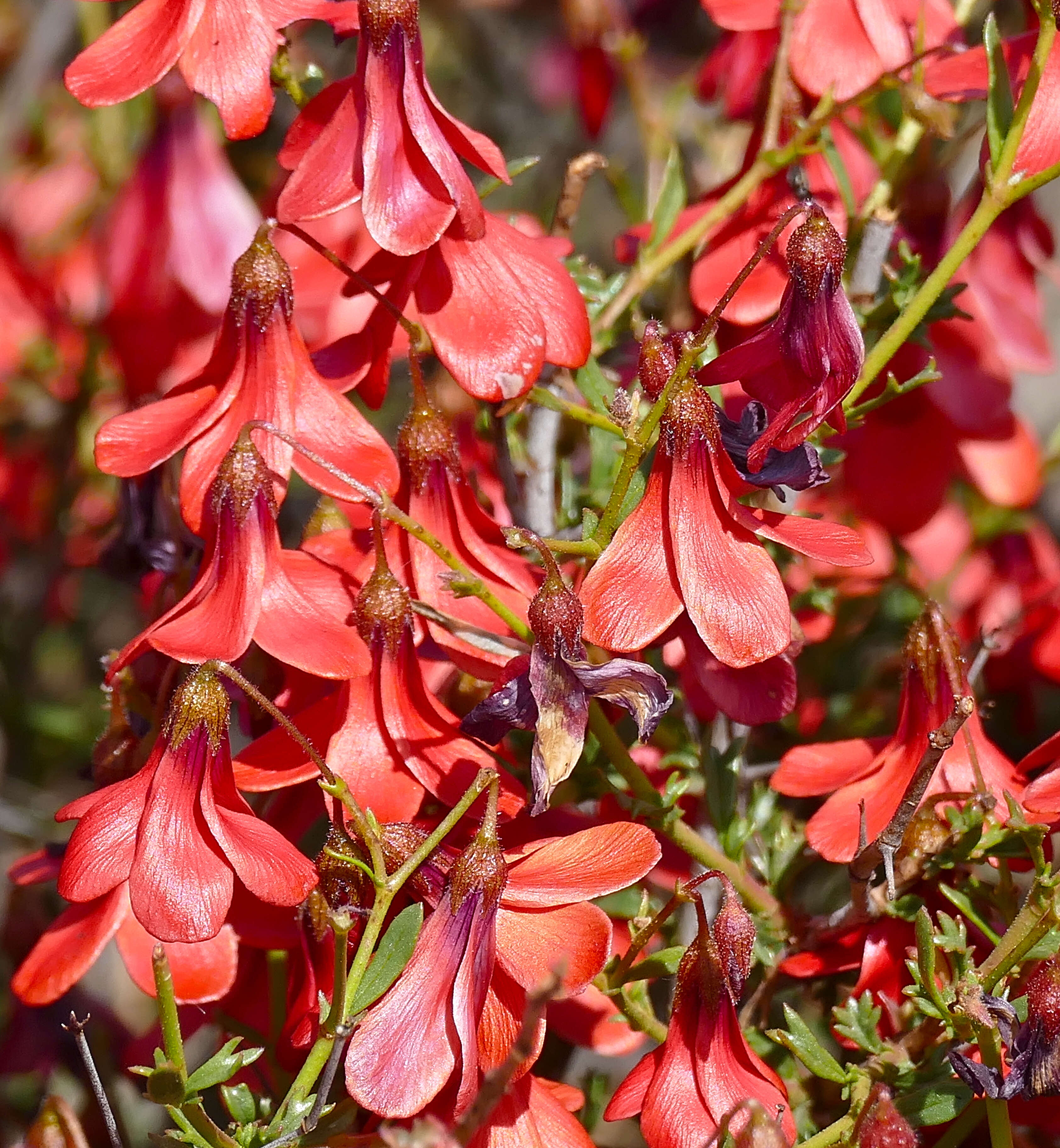 Plancia ëd Hermannia grandiflora Ait.