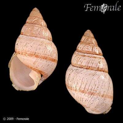 Image of achatinellid land snails