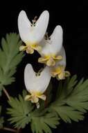 Image of dutchman's breeches