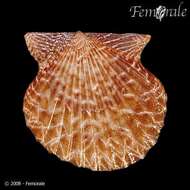 Image of Leptopecten Verrill 1897