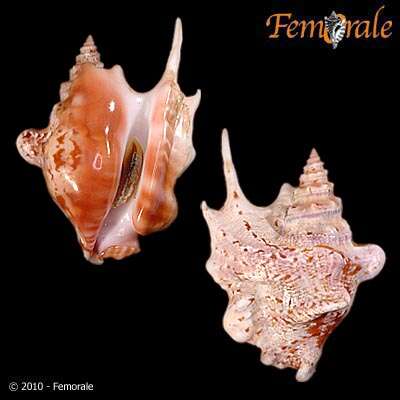 Image of Sinustrombus Bandel 2007