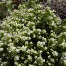 صورة Galium cespitosum Lam.