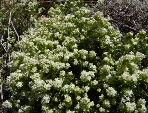 Plancia ëd Galium cespitosum Lam.