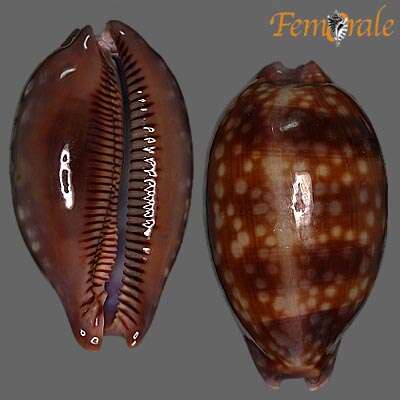 صورة <i>Cypraea zebra</i> L. 1758