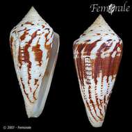 Image of Conus Linnaeus 1758