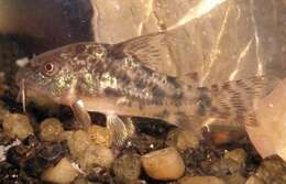 Image of peppered corydoras