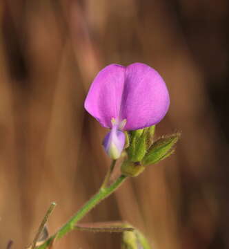 صورة Desmodiastrum racemosum (Benth.) A. Pramanik & Thoth.