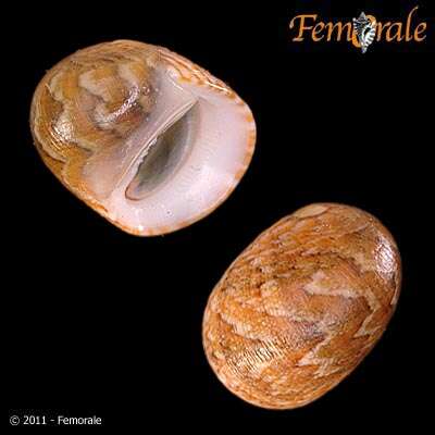 Image of polished nerite