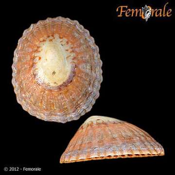 Image of Nacellidae Thiele 1891