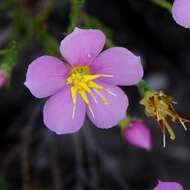 صورة Microlicia psammophila Wurdack