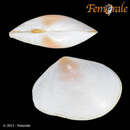 Image of <i>Macoma cumana</i> (Costa OG 1829)