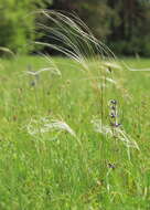 Imagem de Stipa pennata L.