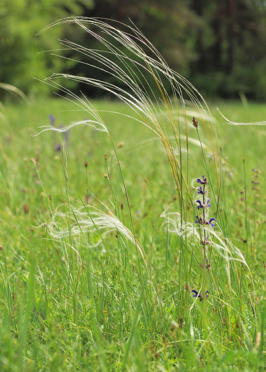 Imagem de Stipa pennata L.