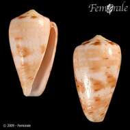 Image of cone snails