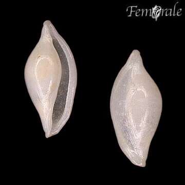 Image of false cowries