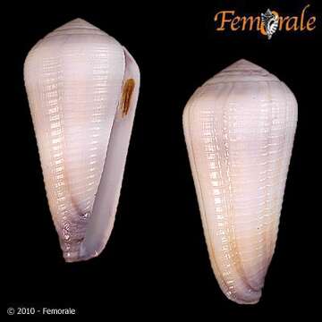 Image of cone snails