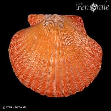 Image of African fan scallop