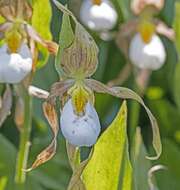 Imagem de Cypripedium montanum Douglas ex Lindl.