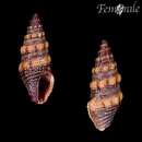 Pilsbryspira cinerea (Weinkauff 1876)的圖片