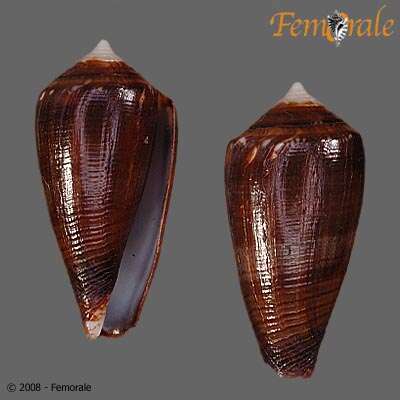 Image of cone snails