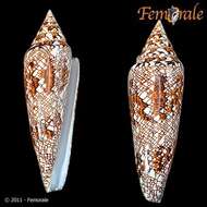 Image of cone snails