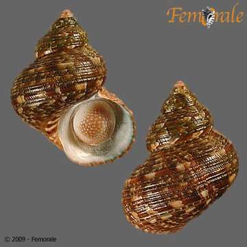 Image of turban snail