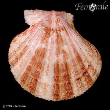 Image of Cryptopecten Dall, Bartsch & Rehder 1938