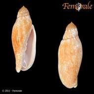 Image of Volutoconus Crosse 1871