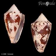 Image of cone snails