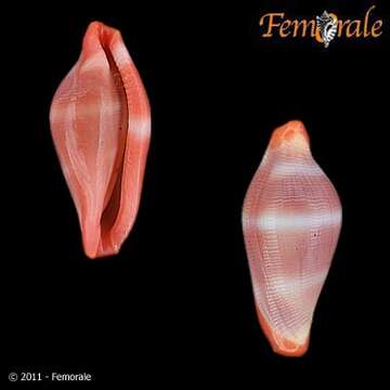 Image of Crenavolva C. N. Cate 1973