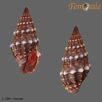 Pseudomelatomidae J. P. E. Morrison 1966 resmi