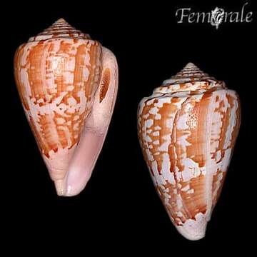 Image of cone snails