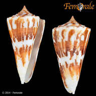 Image of cone snails