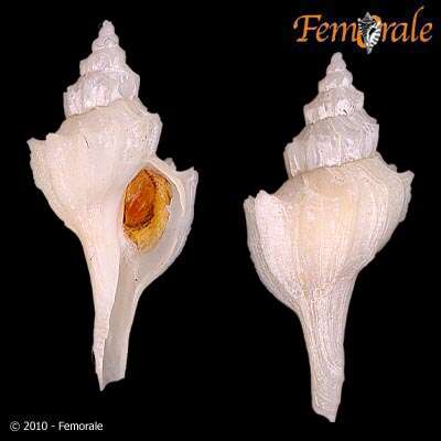 Image of Boreotrophon P. Fischer 1884