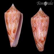 Image of cone snails