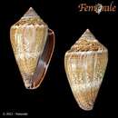 صورة Conus ventricosus Gmelin 1791