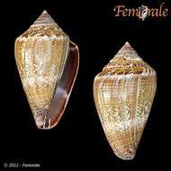 Image of cone snails