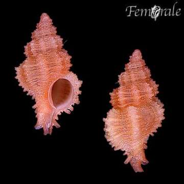 Image of Murex Snails