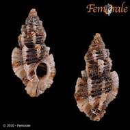 Image of Murex Snails