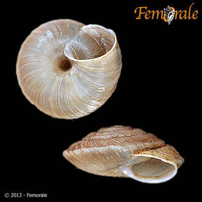 Image of Canariellidae