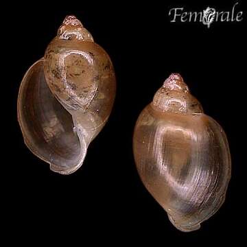 Image of bladder snails