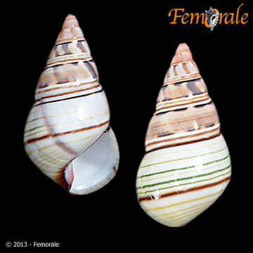 Image of Orthalicidae